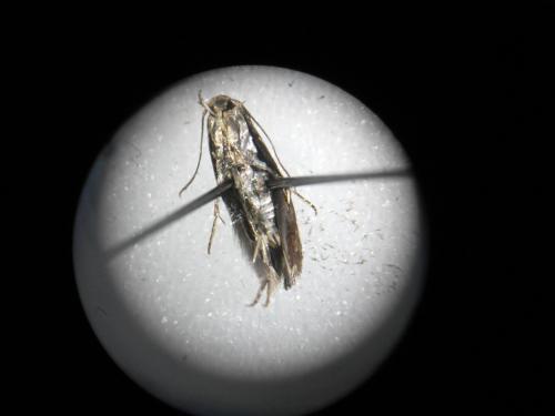 Mompha subbistrigella